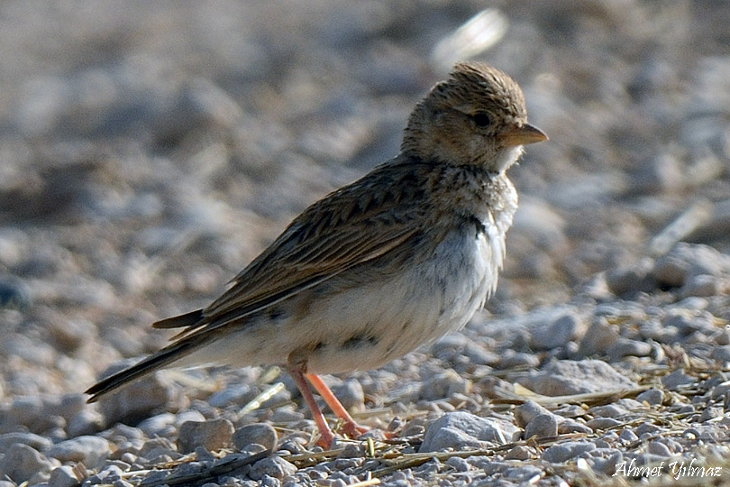 Greater Short-toed Lark