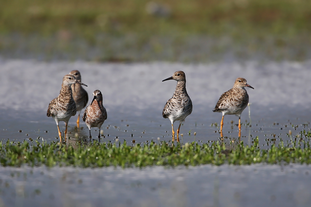 Curlew Sandpiper