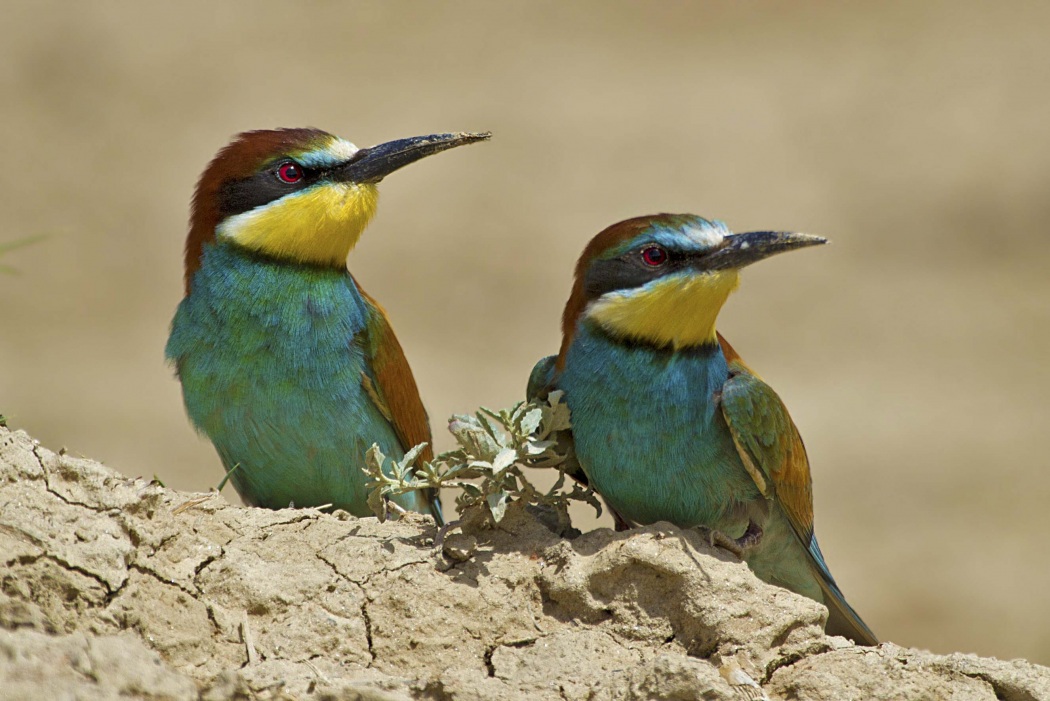 European Bee-eater