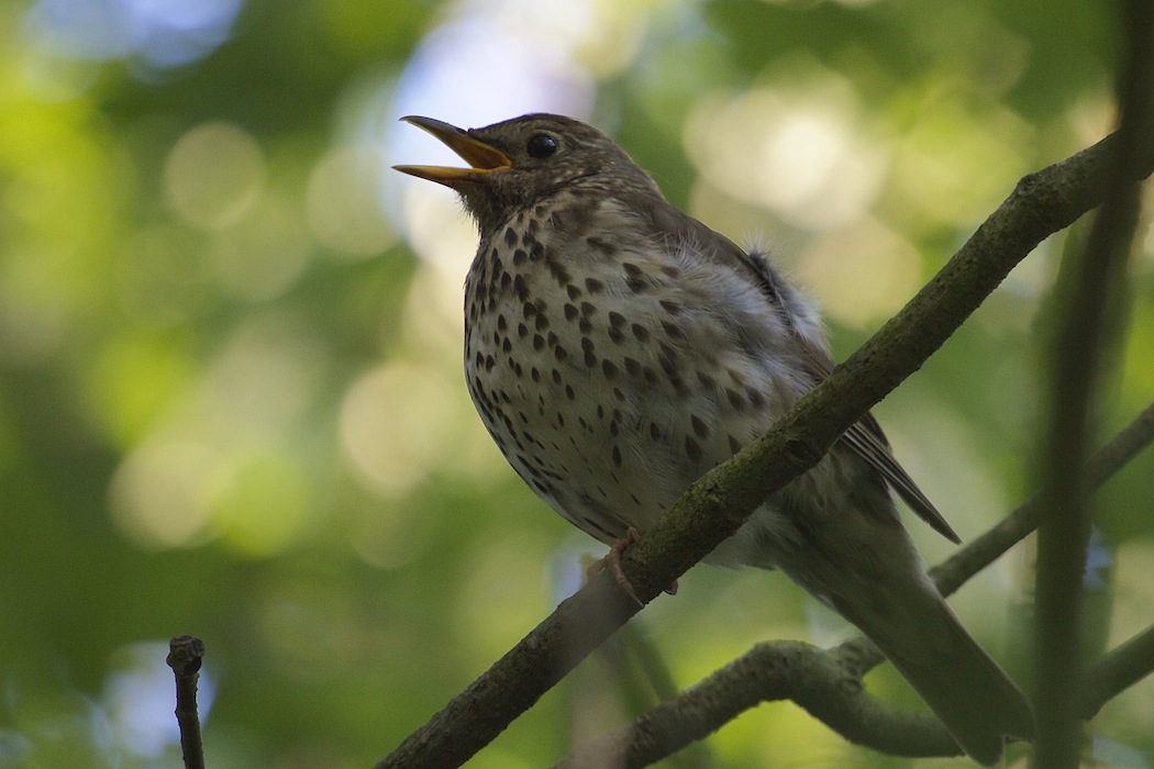 Song Thrush