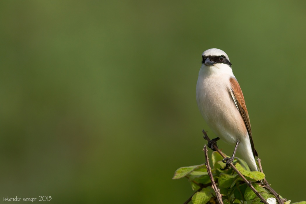 Red-backed Shrike