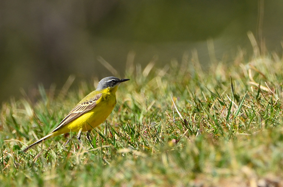 Western Yellow Wagtail