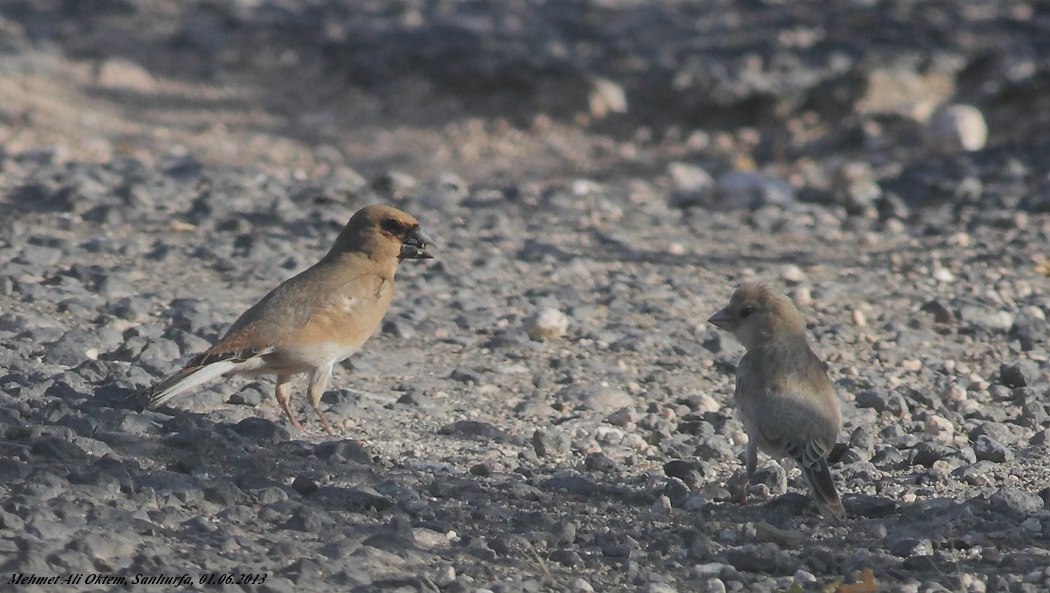 Desert Finch