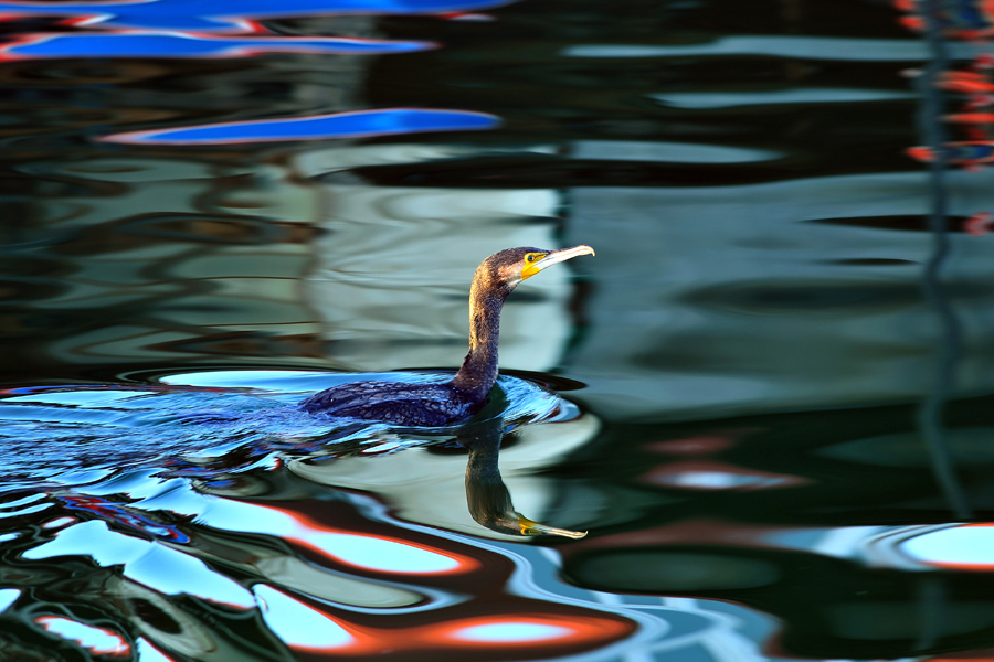 Great Cormorant