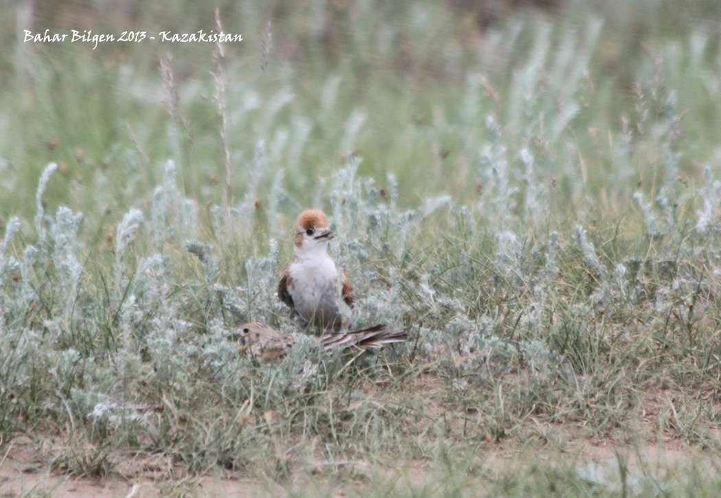 White-winged Lark