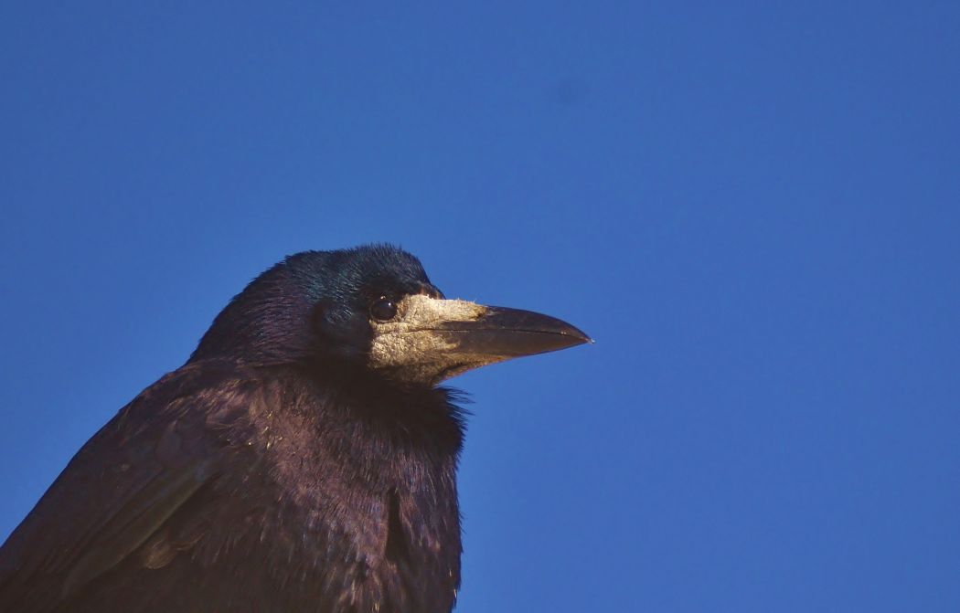 Rook