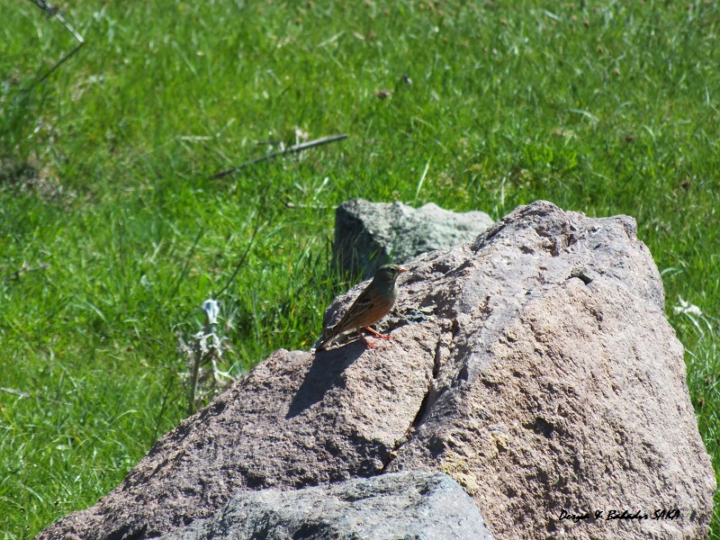Ortolan Bunting