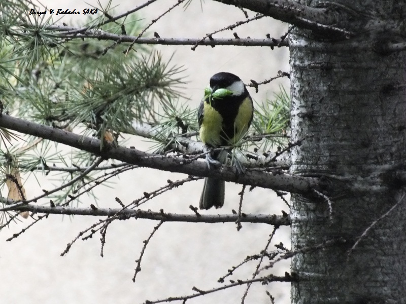 Great Tit