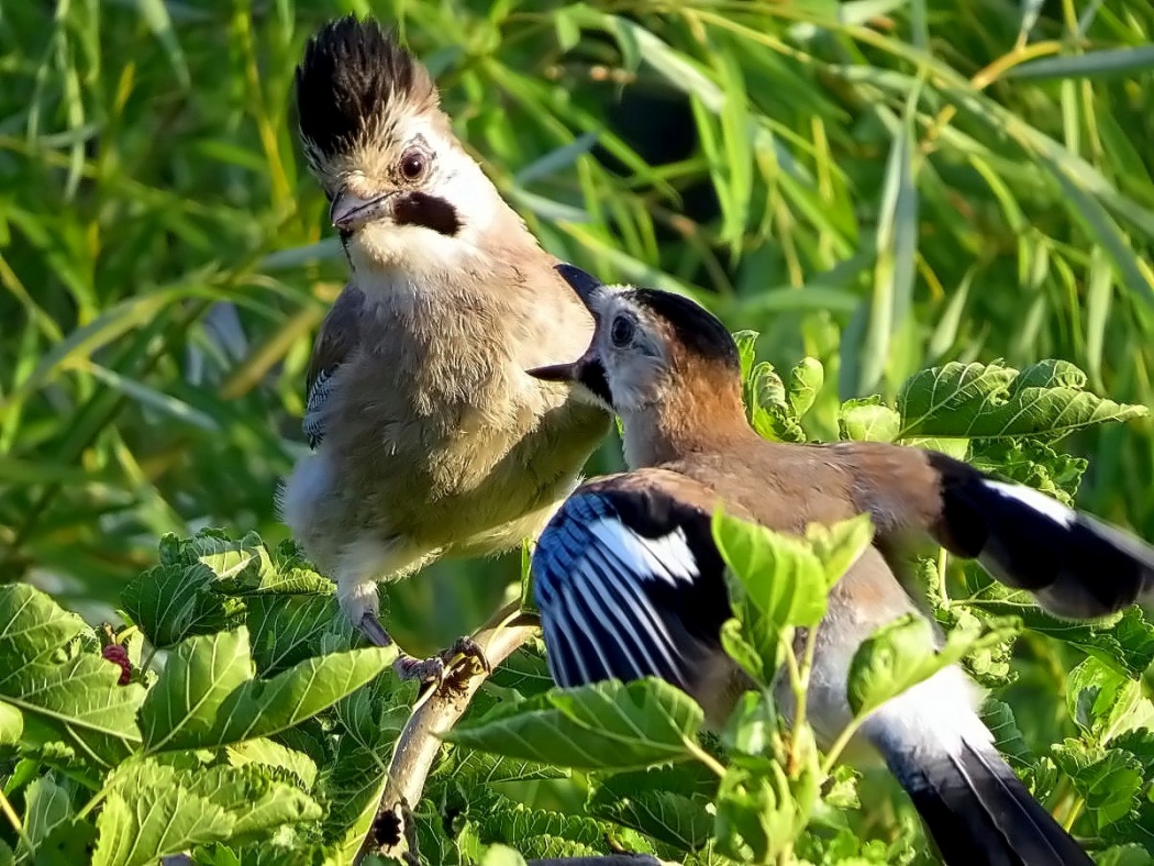 Eurasian Jay