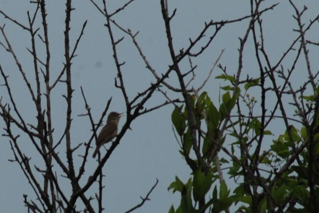 Eastern Olivaceous Warbler
