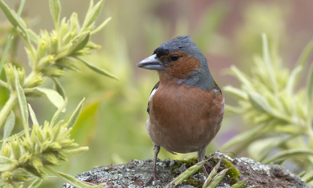 Eurasian Chaffinch