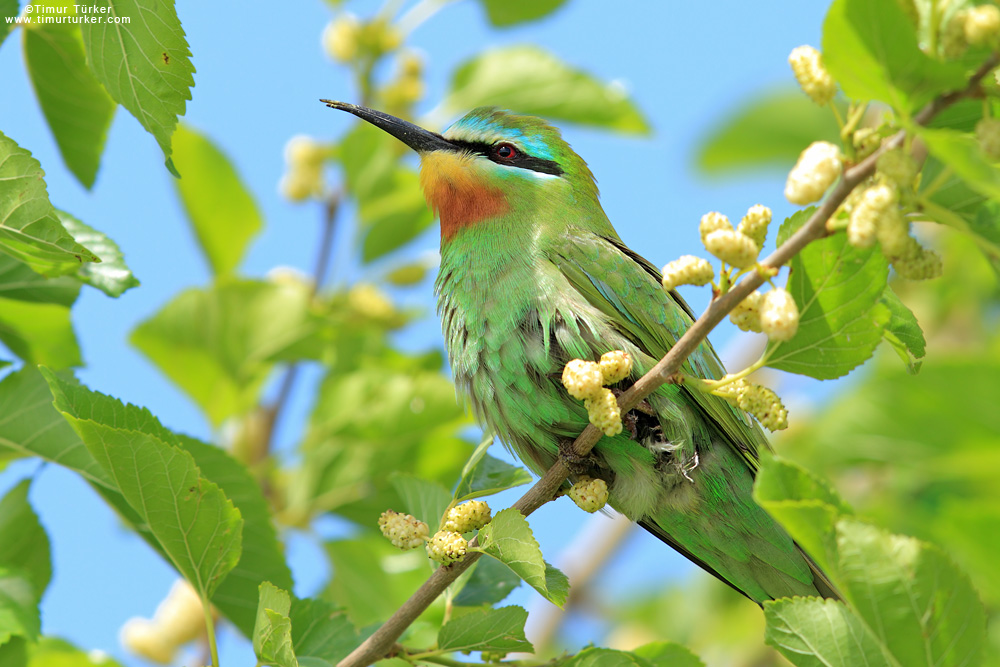 Blue-cheeked Bee-eater