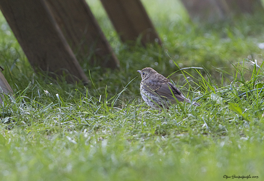 Song Thrush