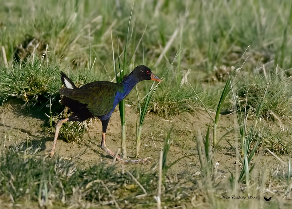 Allen`s Gallinule