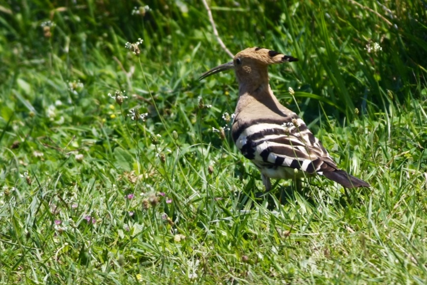 Common Hoopoe