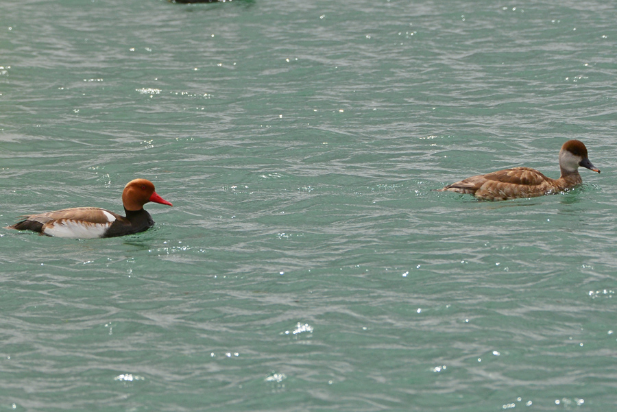 Red-crested Pochard