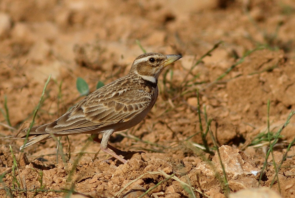Bimaculated Lark
