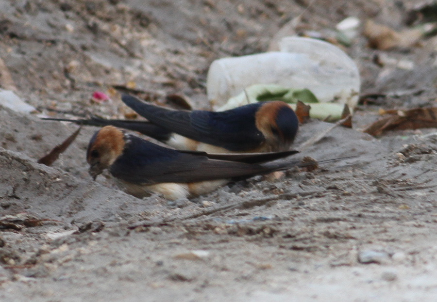 European Red-rumped Swallow