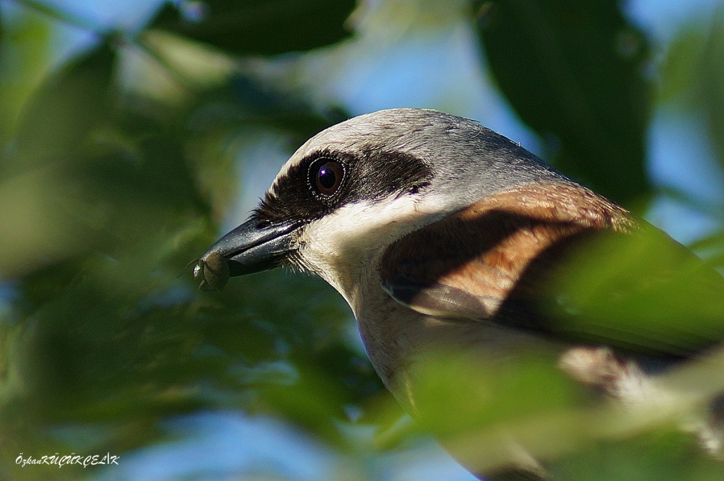 Red-backed Shrike