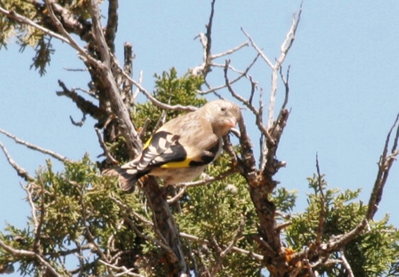 European Goldfinch