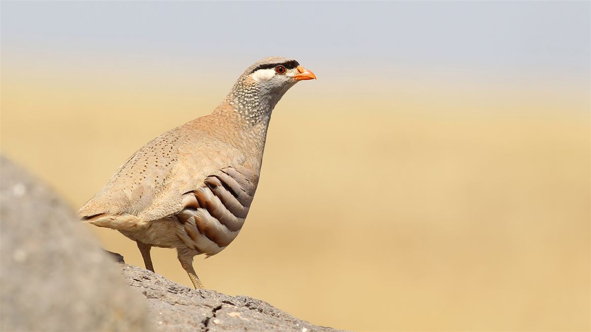 See-see Partridge