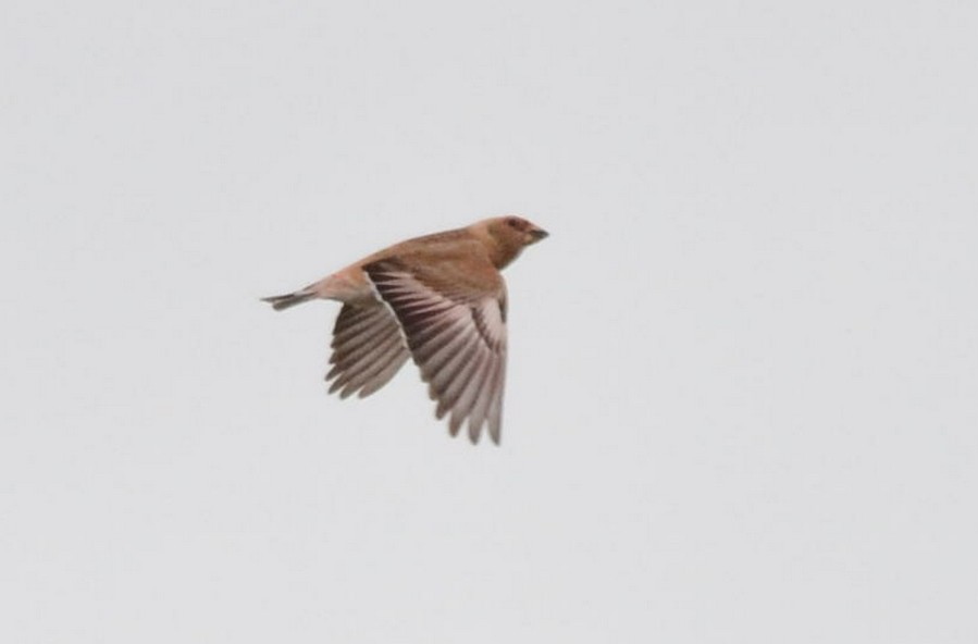 Crimson-winged Finch