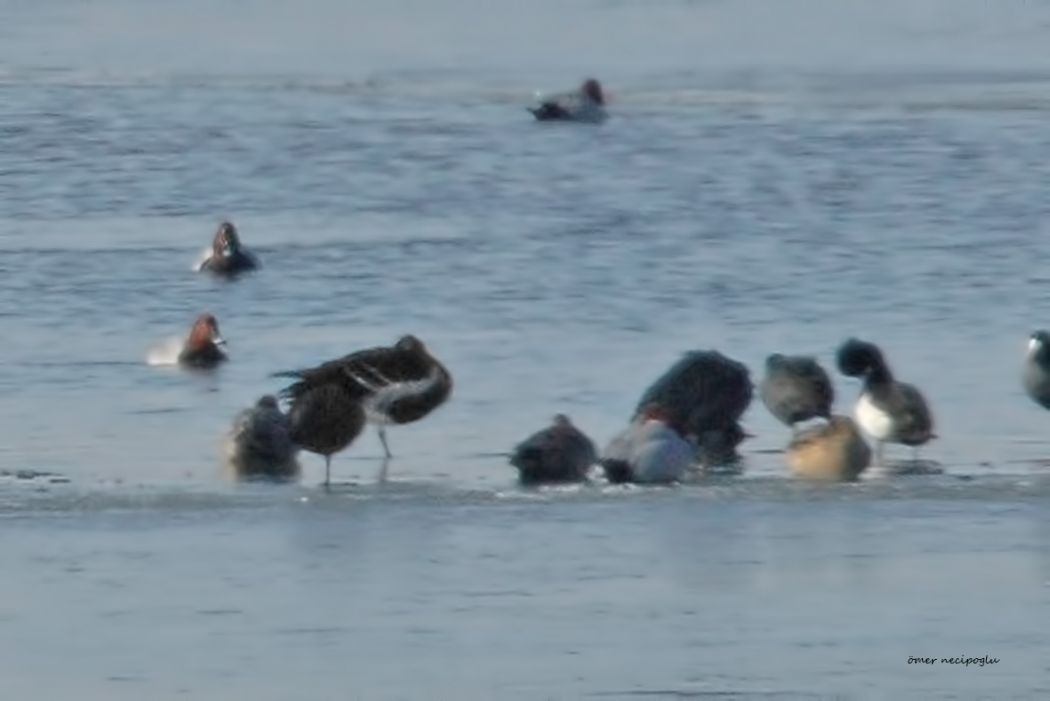 Red-breasted Goose