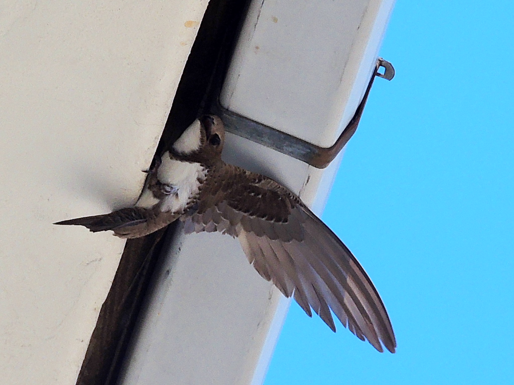 Alpine Swift