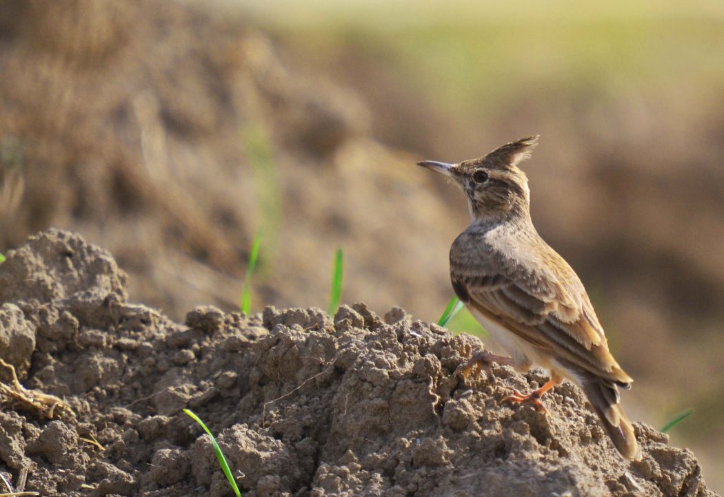 Crested Lark