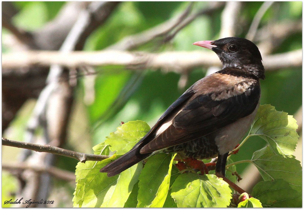 Rosy Starling