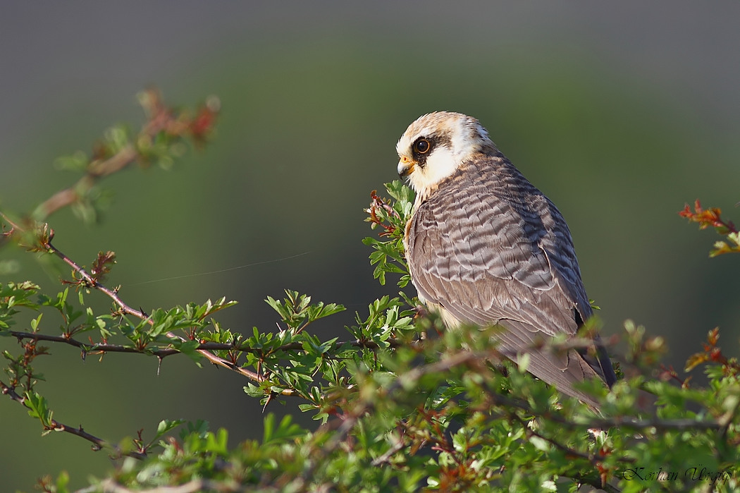 Red-footed Falcon