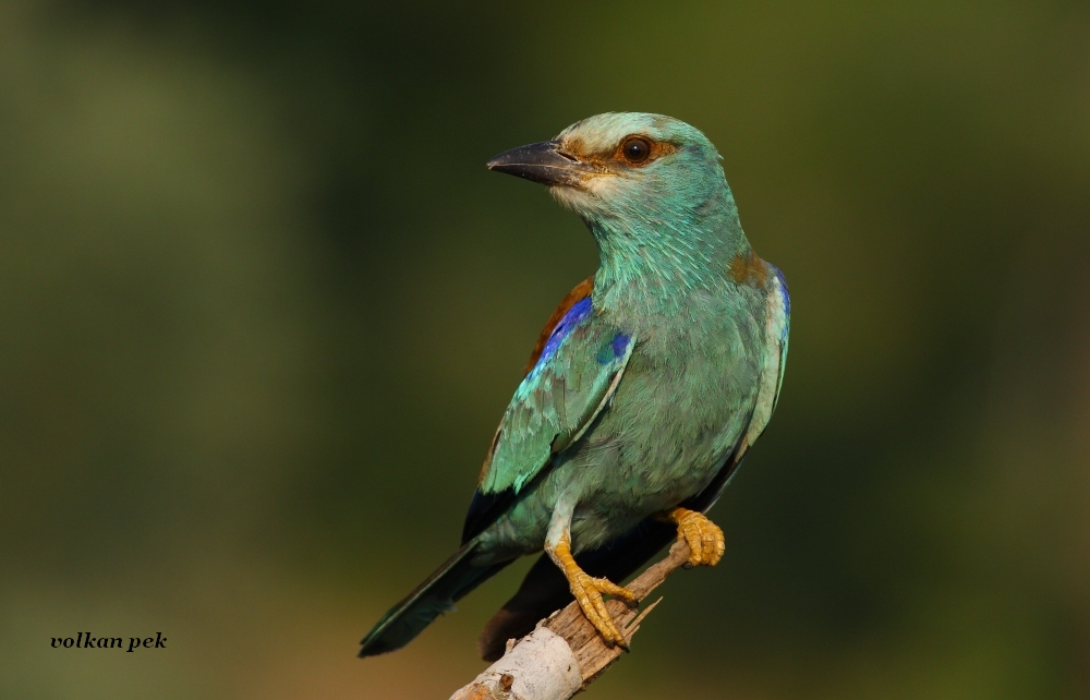 European Roller