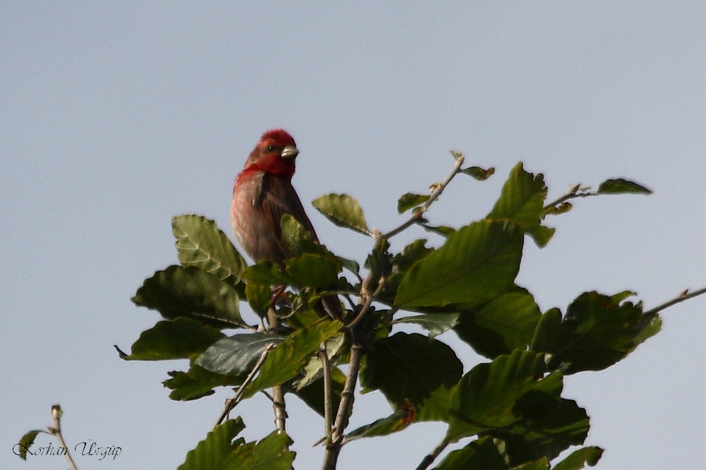 Common Rosefinch