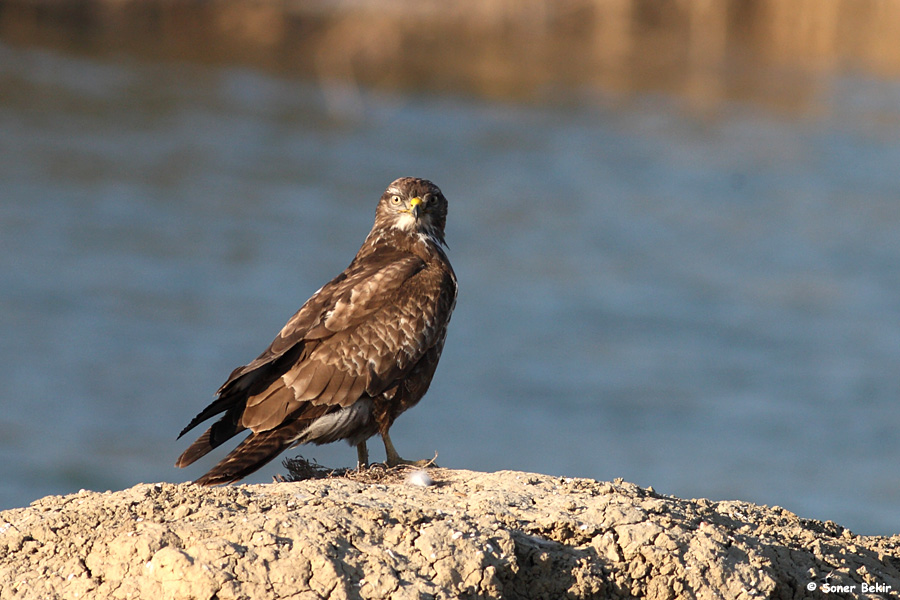 Common Buzzard