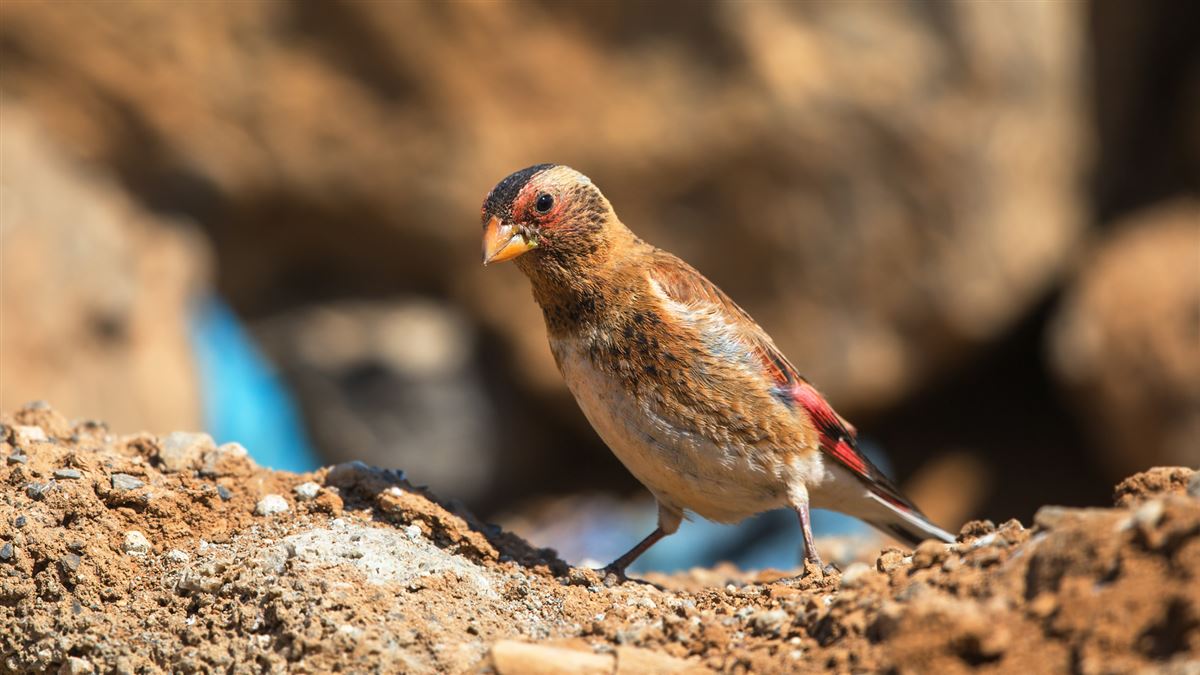 Crimson-winged Finch