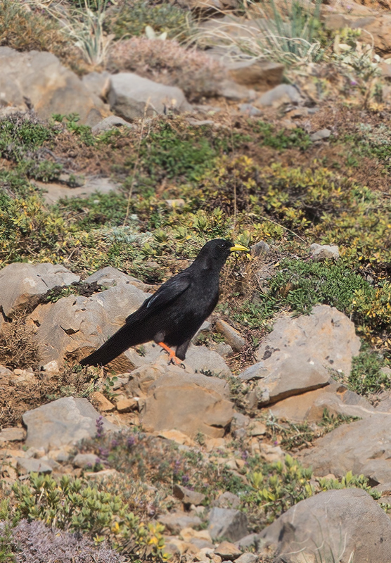 Alpine Chough
