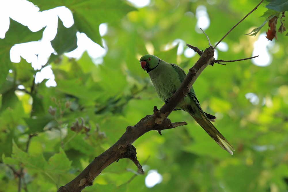 Rose-ringed Parakeet