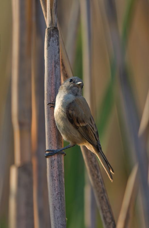 Eurasian Penduline Tit