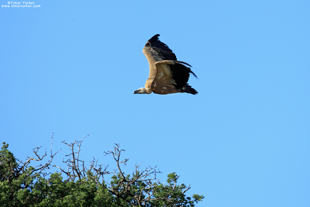 Griffon Vulture