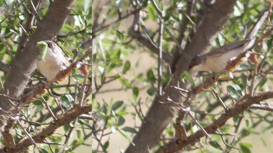 Menetries`s Warbler