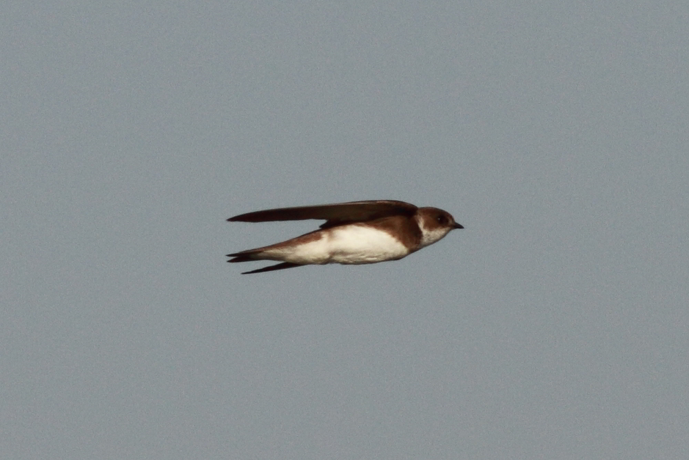 Sand Martin