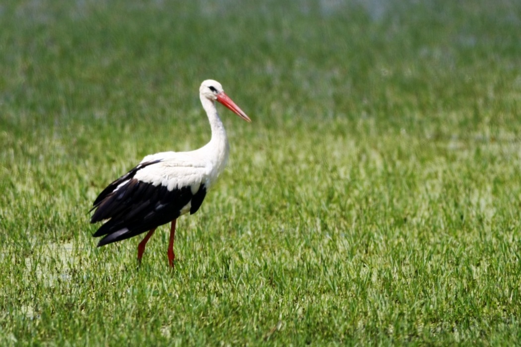 White Stork