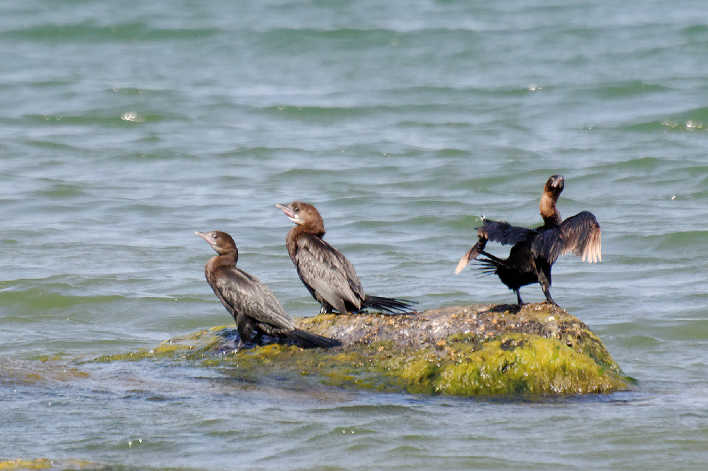 Pygmy Cormorant