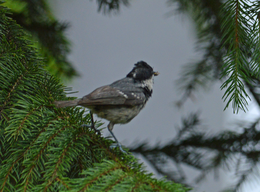Coal Tit