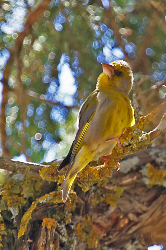 European Greenfinch