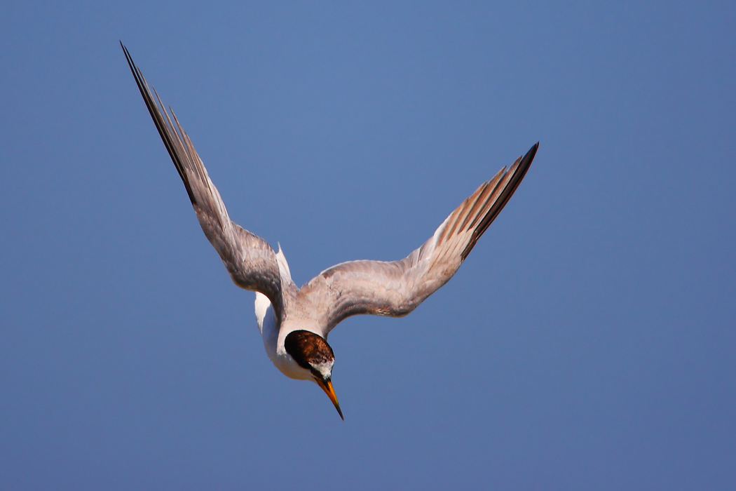 Little Tern