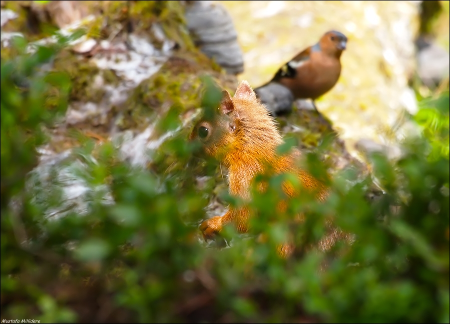 Eurasian Chaffinch