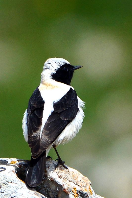 Black-eared Wheatear