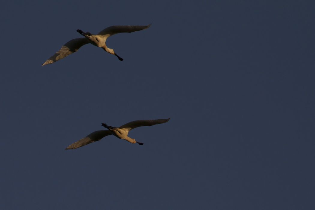 Eurasian Spoonbill