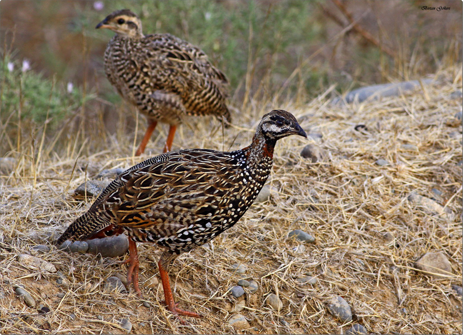 Black Francolin
